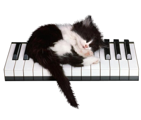 Песня спящего кота. Кот на пианино. Котик на пианино. Кот на рояле. Пианино «котёнок».