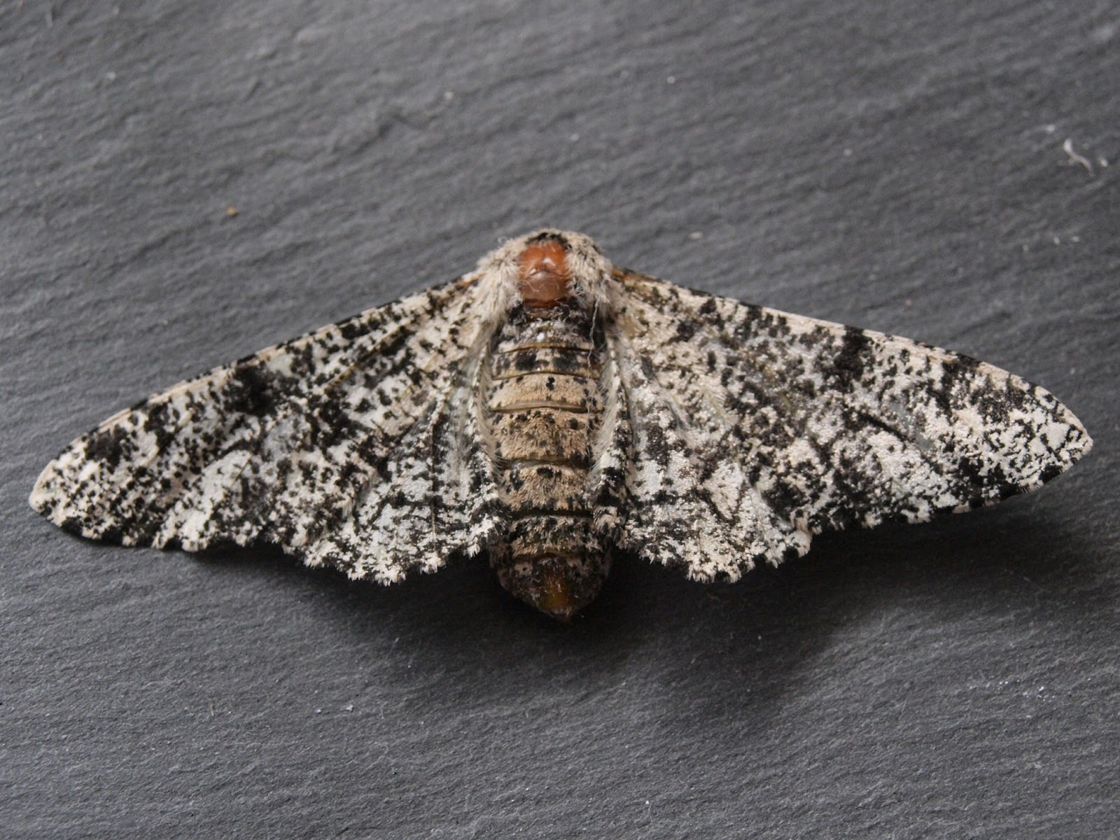 Peppered Moth Story Of Natural Selection Peppered Moth Story Of Natural Selection