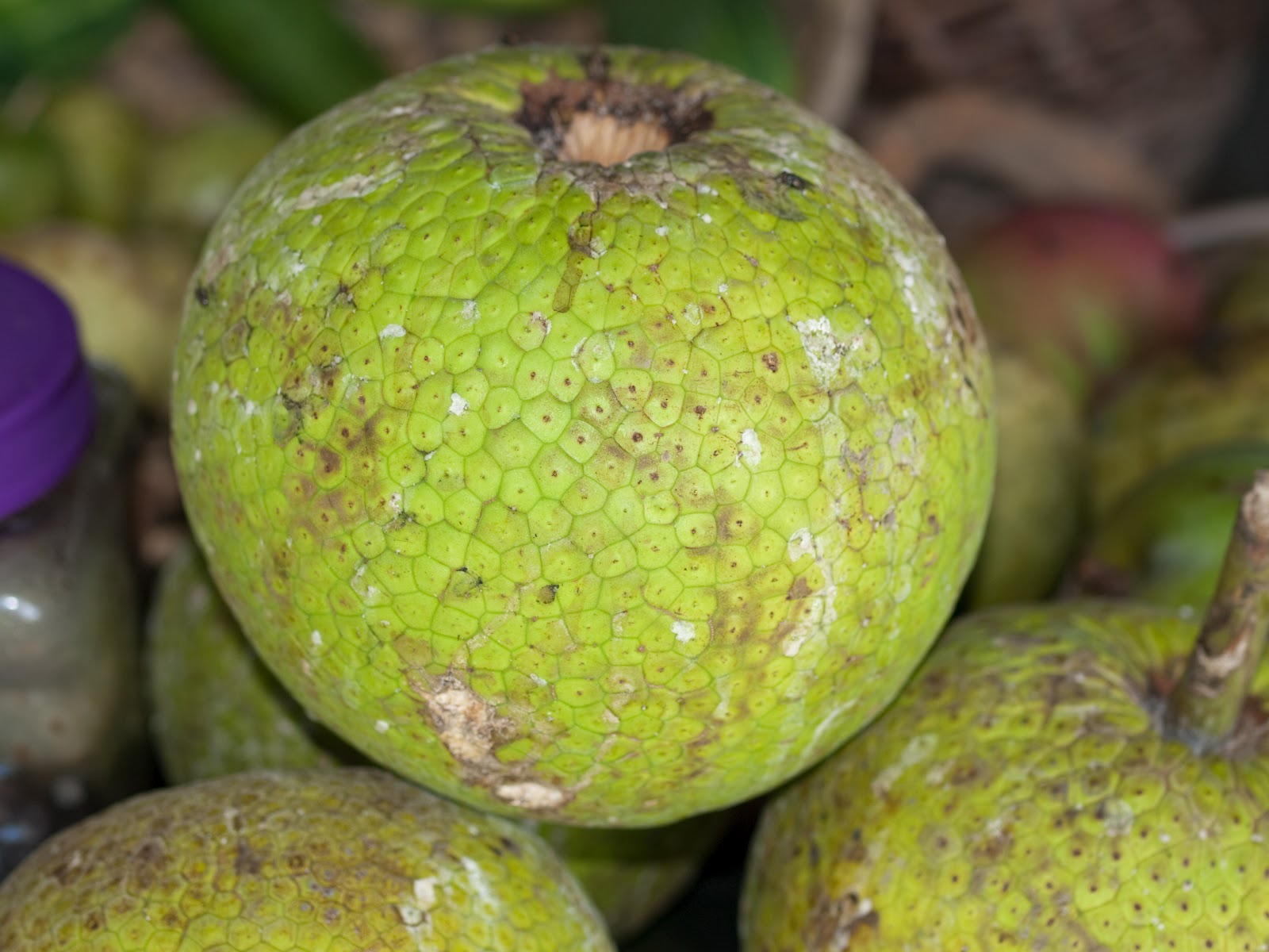 Phronesisaical Breadfruit