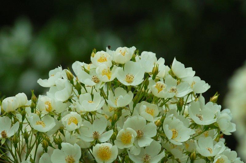 This flower is very. This flower is for you. Лилии. Бабочки в цветах. This flower is very.