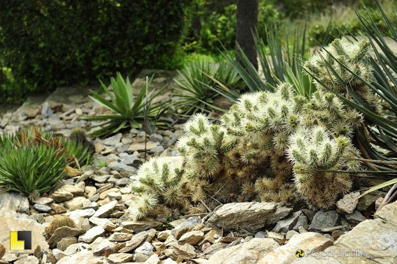 cactus photo blachier pascal