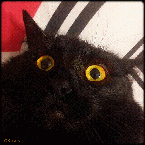 Black Cat with orange eyes + White Cat with red eyes.