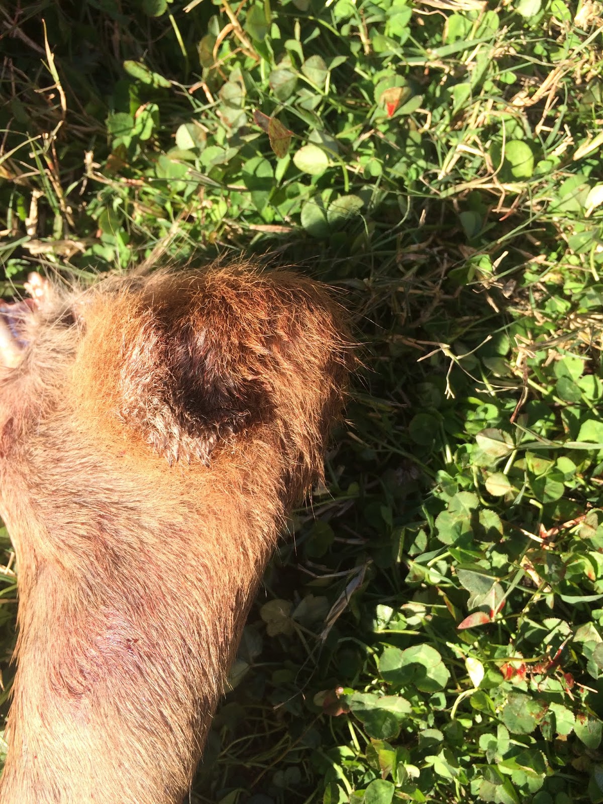 Glands and Deer Scent