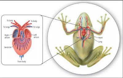 Sistem Peredaran Darah atau Transportasi Pada Hewan Vertebrata Seperti Ikan, Katak (Amfibi), Reptil dan Aves