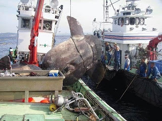 Mondo Pesca News Il Pesce Piu Grande Del Mondo