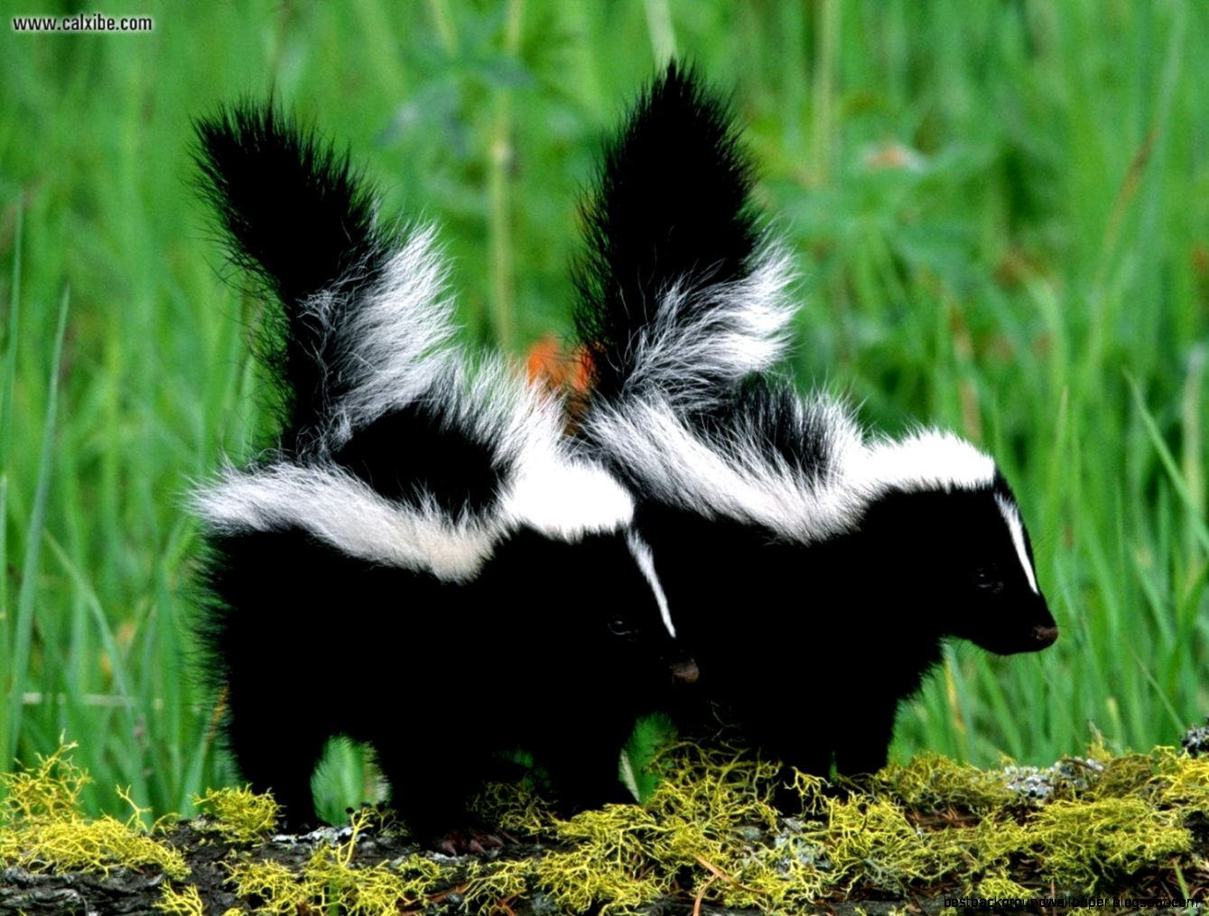 Skunk Babies
