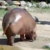 Cet hippopotame lâche le plus gros pet au monde!