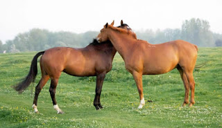 two chestnut colored horses nuzzling each other