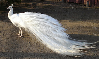 Burung Merak Putih Dewasa Jantan