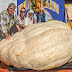 839-килограмов гигант печели тиквен конкурс в Калифорния (видео)