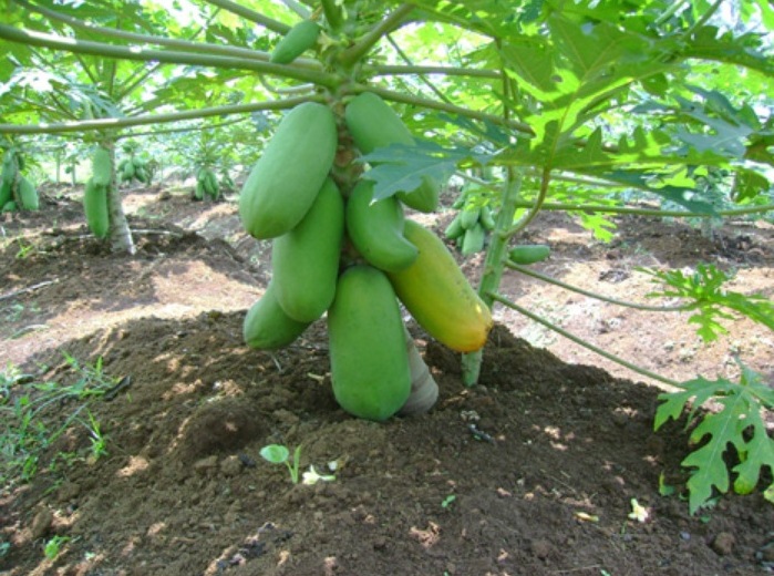 Cara Menanam Pohon Pepaya Berbuah Lebat dan Pendek Truebus News