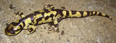 Salamandra-Tigre-do-Leste (Ambystoma tigrinum) 