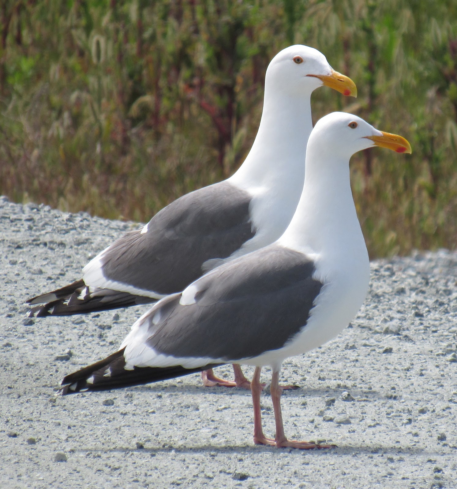Gull ID Tips, Plus a Hybrid Gull (as if gull identification could