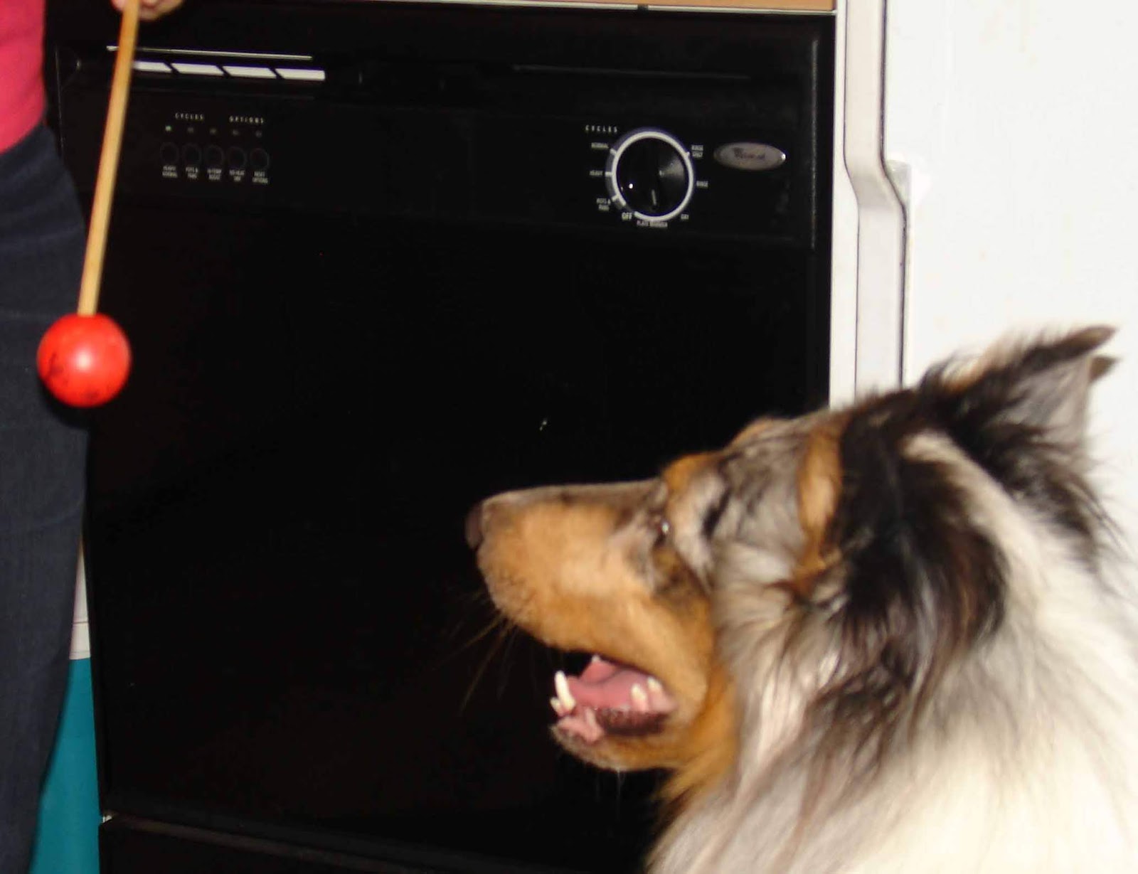 The Pet Parade Teach Your Dog to Target for Easier LooseLeash Walking