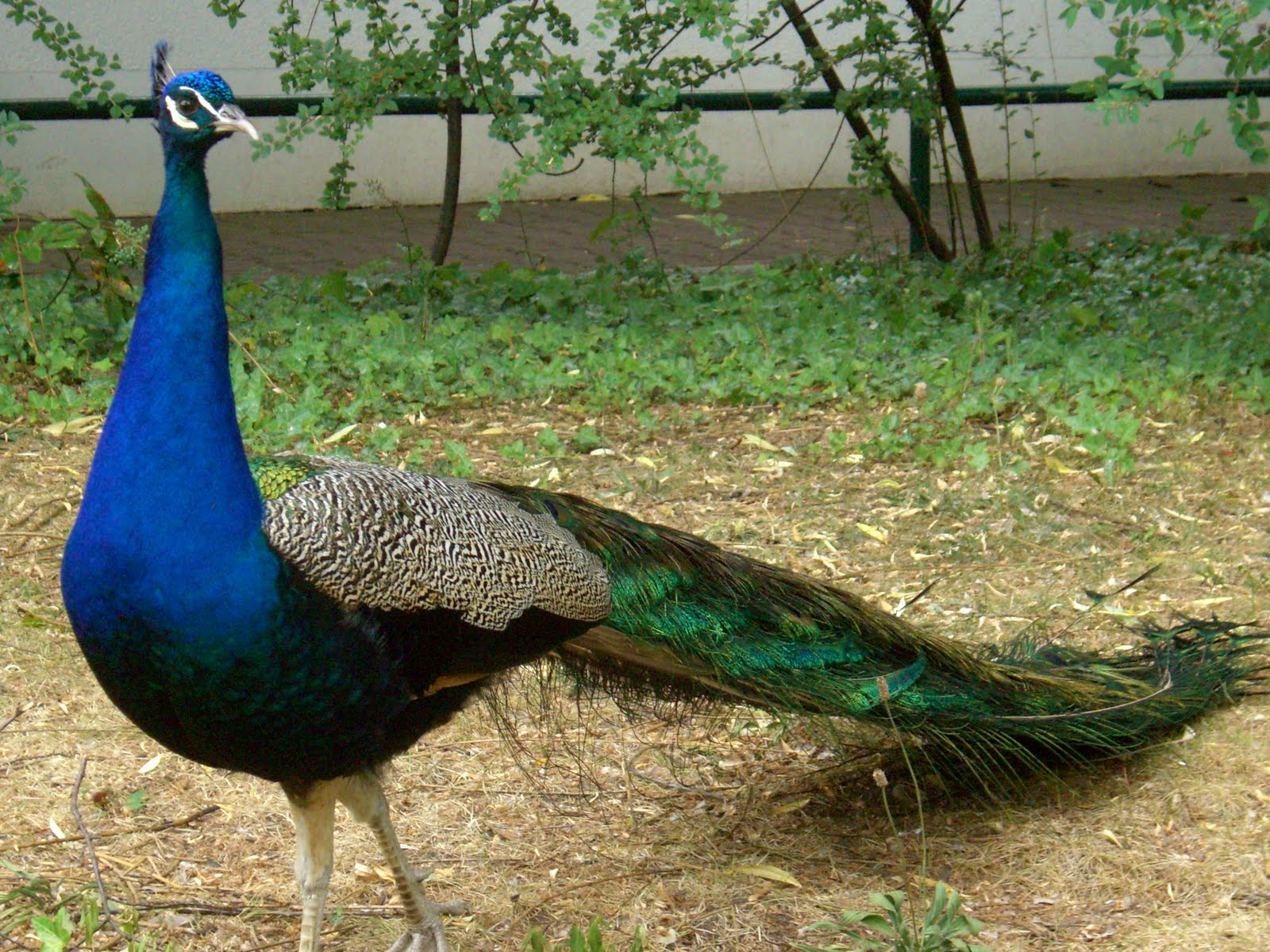 Frankfurter Zoo Hunde Erlaubt Berlin Zoo Hunde Erlaubt BERLINTUH