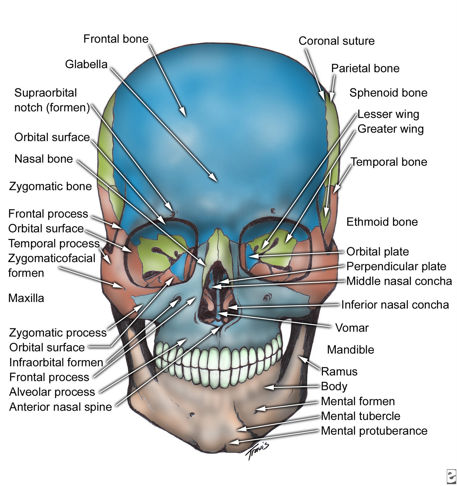 Principles Of Human Anatomy And Physiology Chapter 7 Anatomy Of Bones