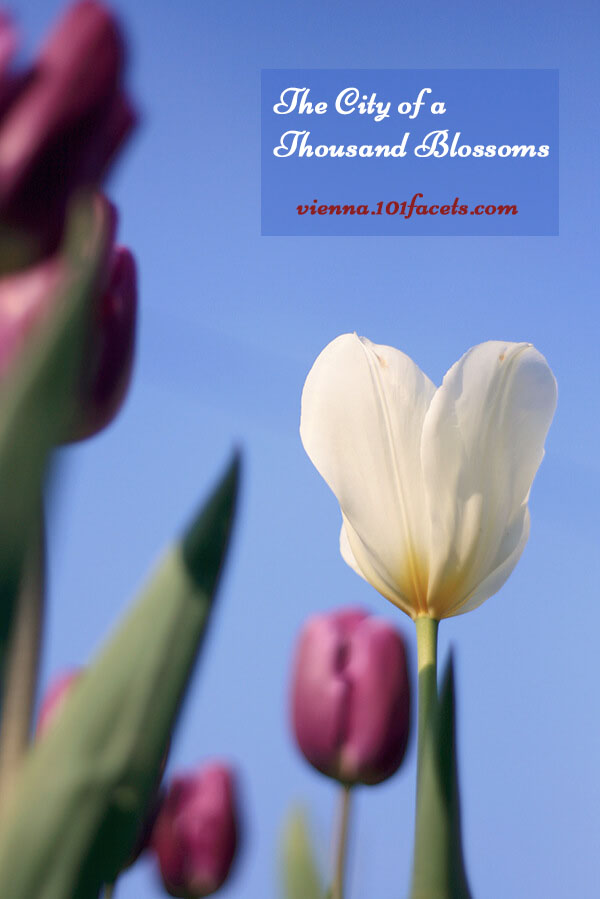 Vienna's floral display may pale in comparison to other bigger cities. Here are some of the spots in Vienna where the flowers are in full bloom come spring.