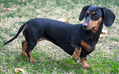 Dachshund Dog breed personality