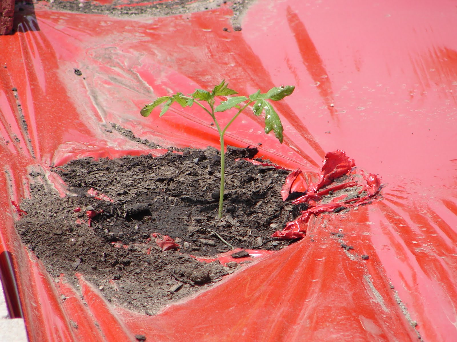 One Love Farm Tomatoes