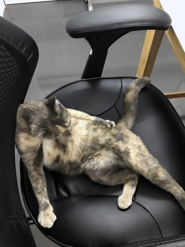 cat in coworking space