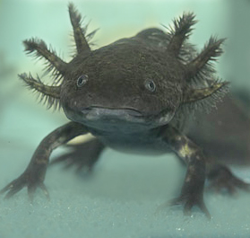 C3 Blindverreibungen in Berlin: Ambystoma mexicanum (Axolotl - schwarz)