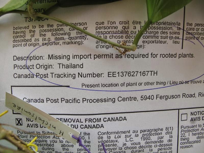 Buy plants in Thailand knowing how to import