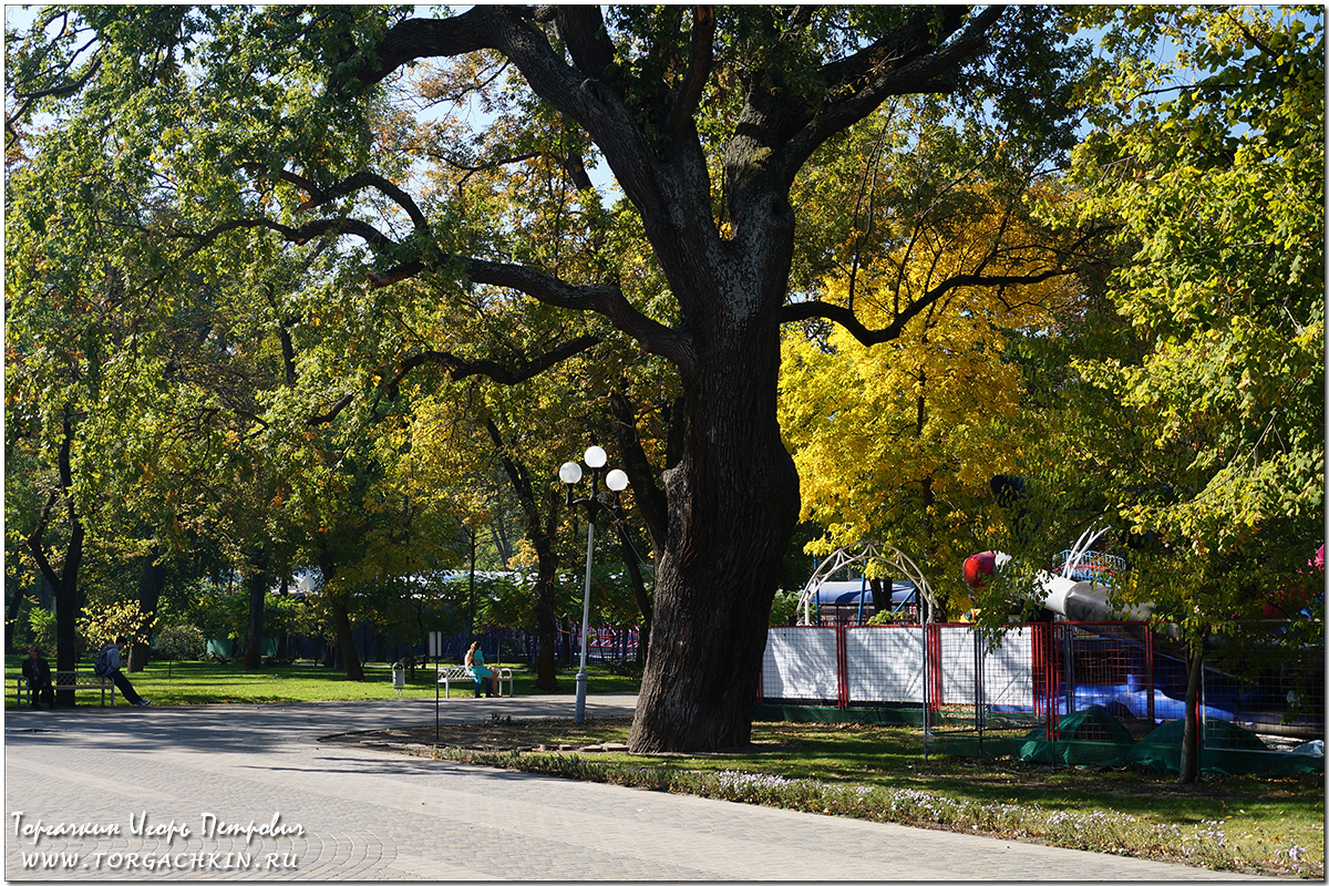 самый старый дуб в краснодаре. краснодар дубы. самый старый дуб в краснодаре. краснодар дуб долгожитель парк горького. краснодар дубы.