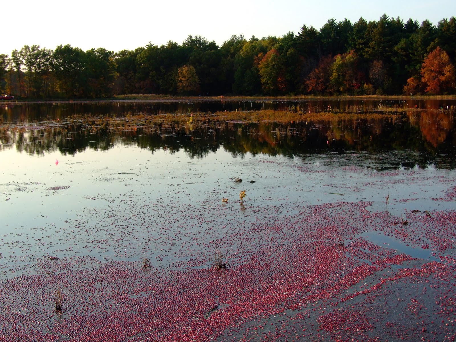 From Beyond My Kitchen Window Harvest Time at the Cranberry Bog...