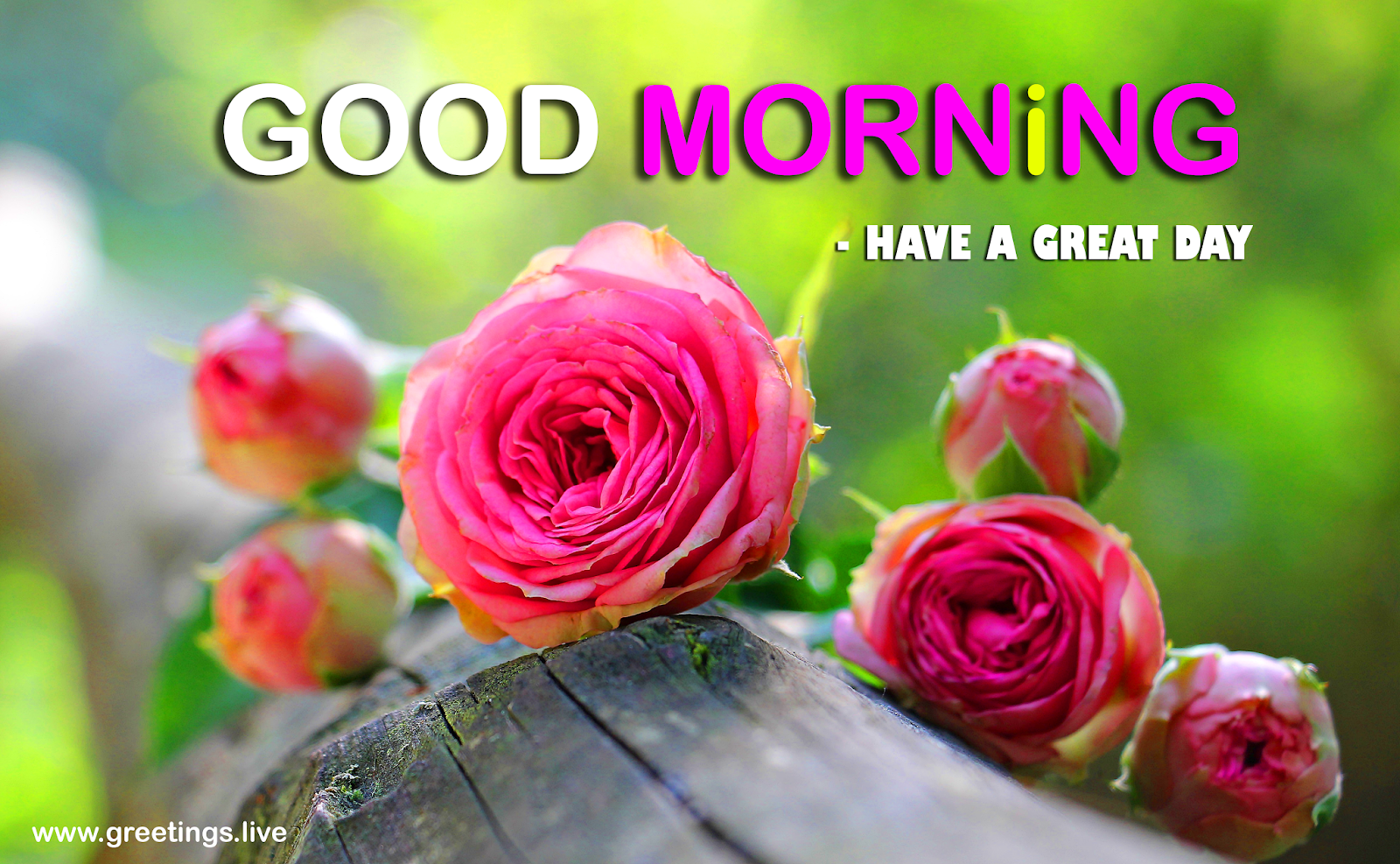 *Free Daily Greetings Pictures Festival GIF Images: Image of Rose  Flowers [Good Morning Greetings]