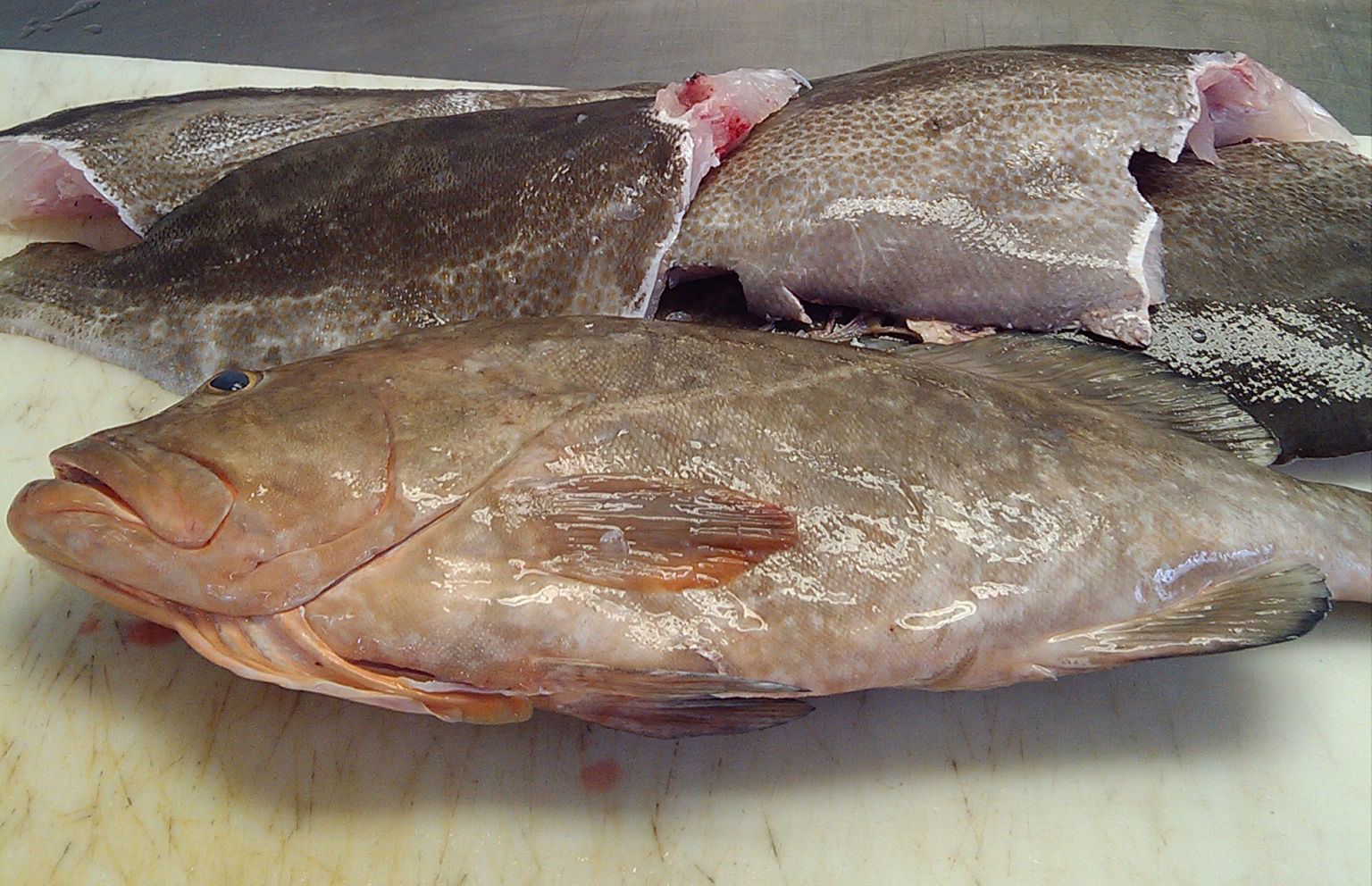 Where youcan buy grouper fish wholesale?
