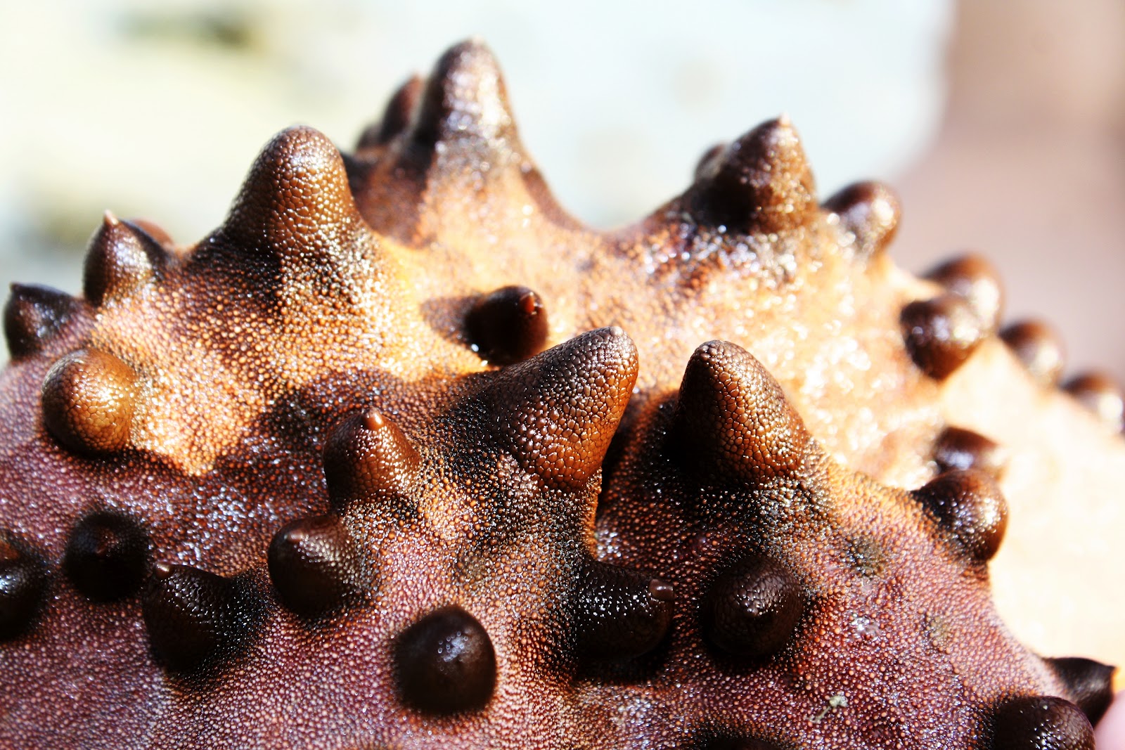 Marine Biology: Protoreaster nodosus
