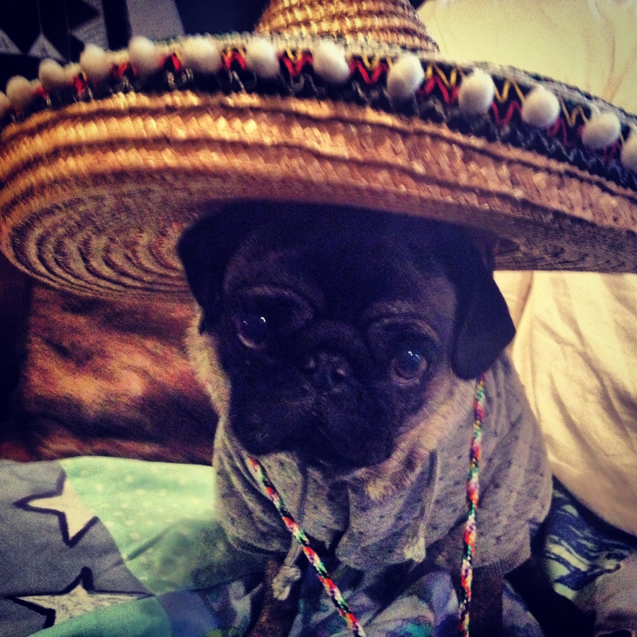 The Pug Life