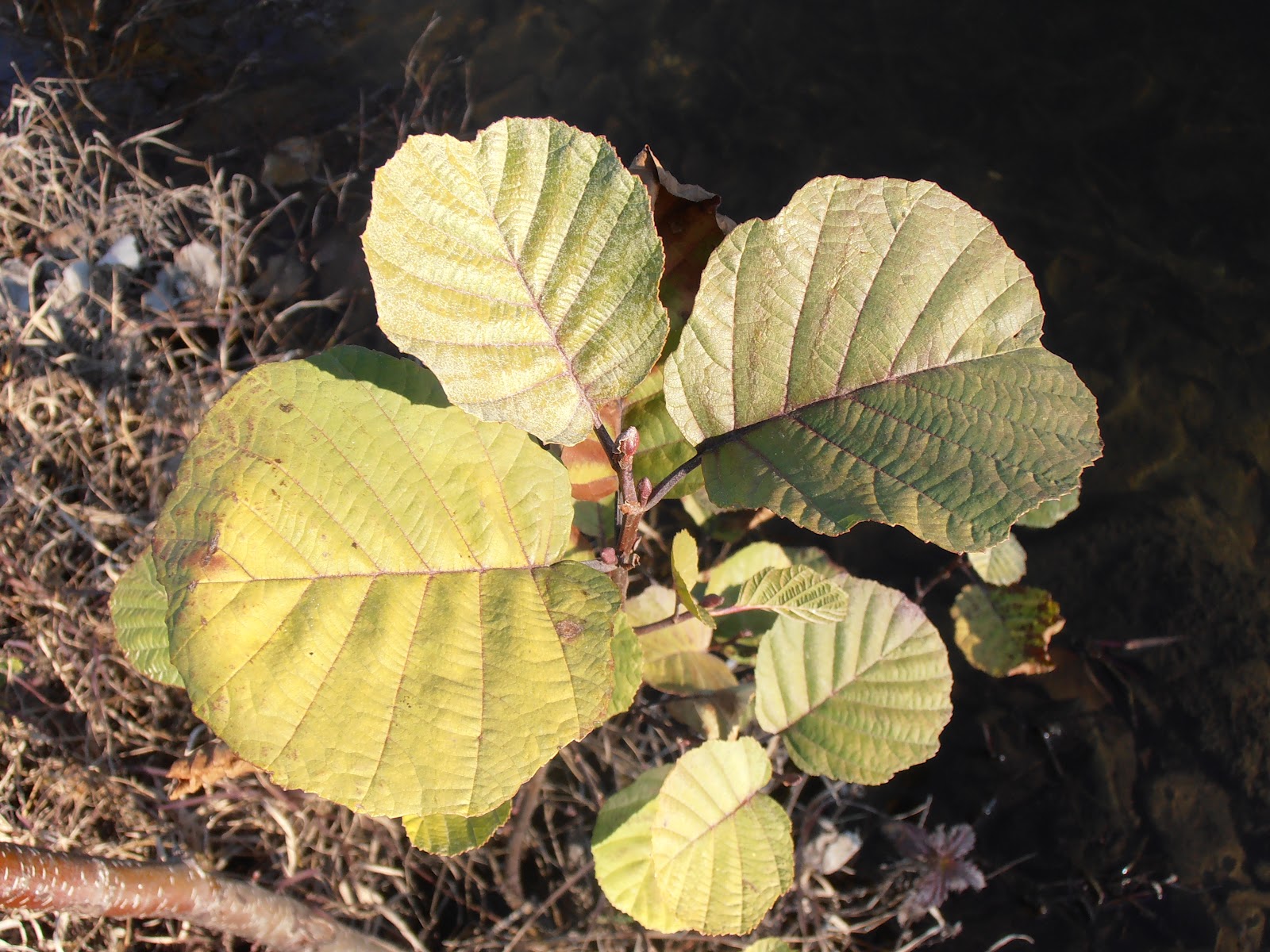 ALISO Alnus glutinosa Plantas rioMoros