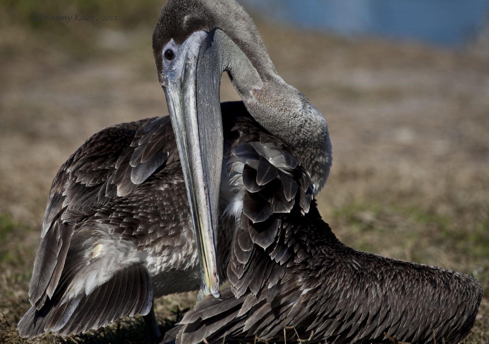 i heart florida birds: Brown Pelicans