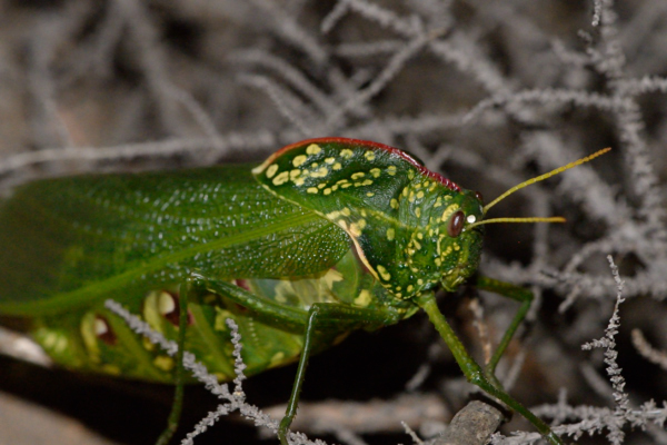 Stories from Blue Hill Escape: Fynbos alien insects