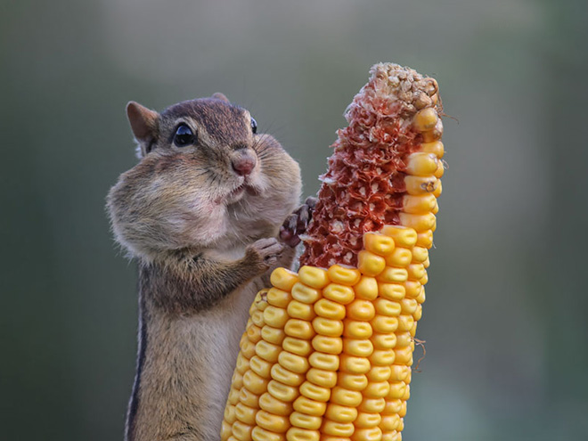Comedy Wildlife Photography Awards 2016 Finalists Bored Panda