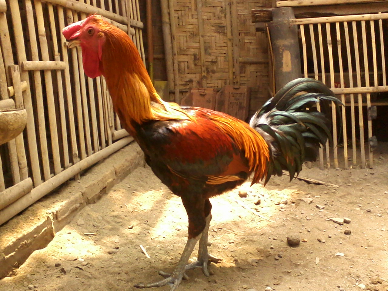 FOTO AYAM PELUNG ~ JUAL AYAM PELUNG