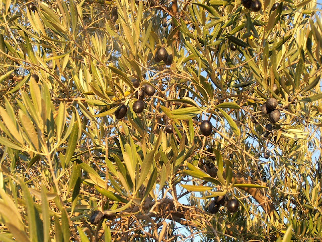 Black Olives on Tree, Olive Groves, Jaen,Andalusia, Spain