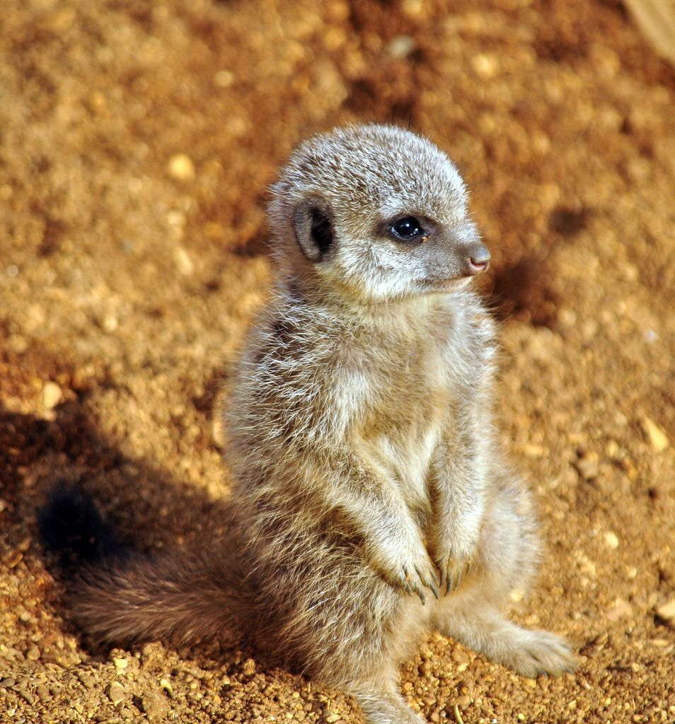 22. Baby meerkat