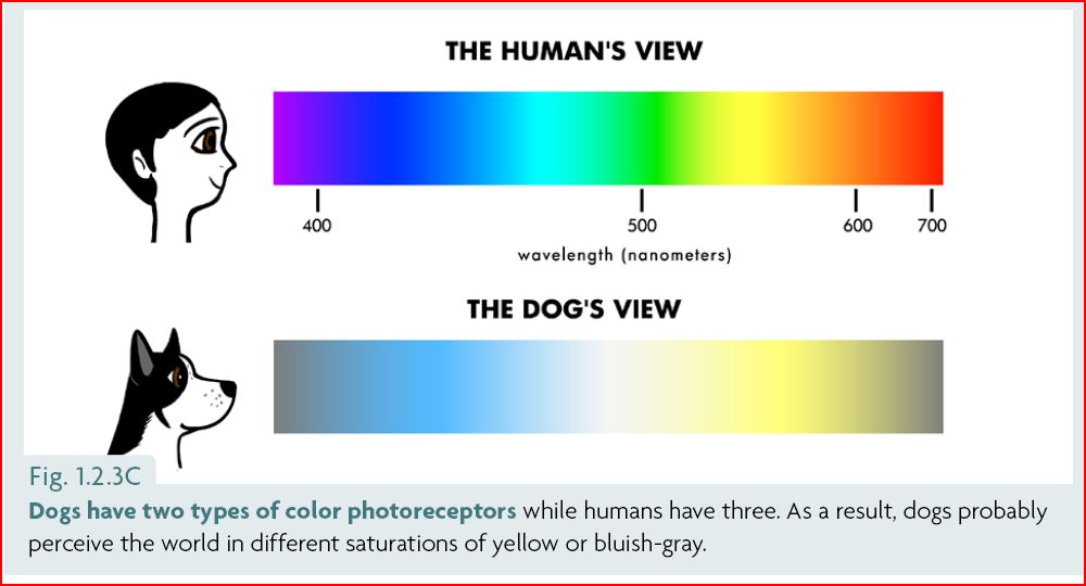 Why Do Dogs Only See Black And White