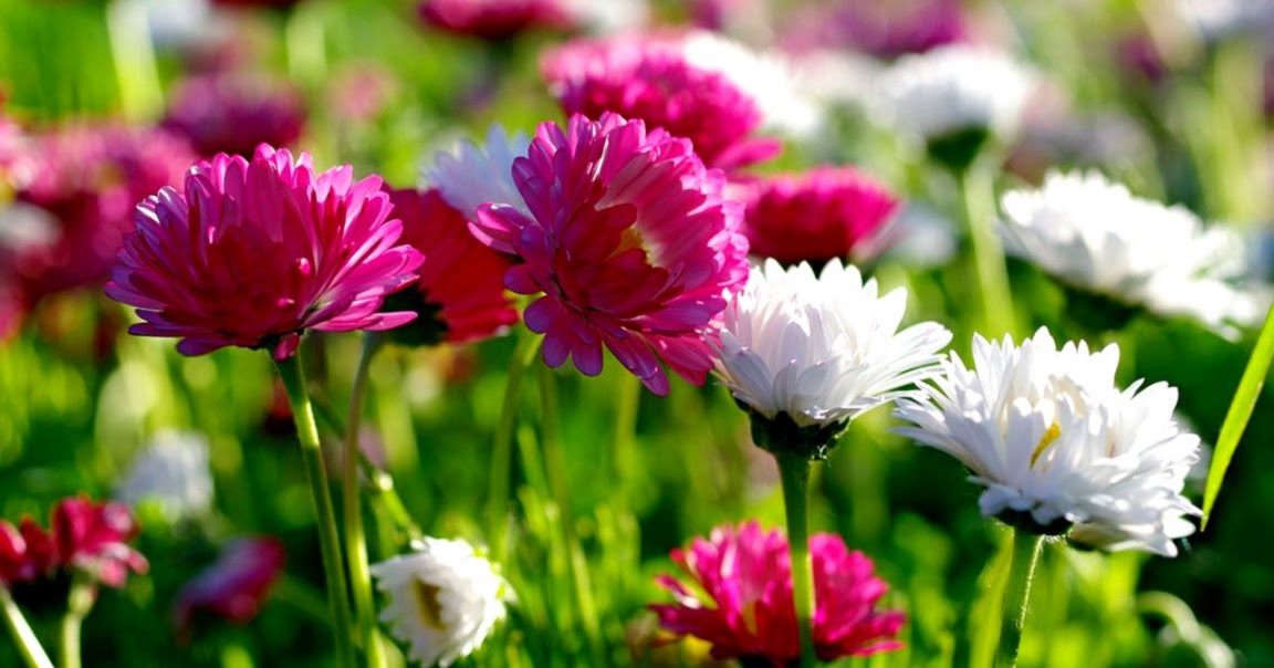 Beautiful Flowers Image Download - FREE ALL HD WALLPAPERS ...