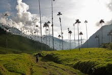 Valle De Cocora