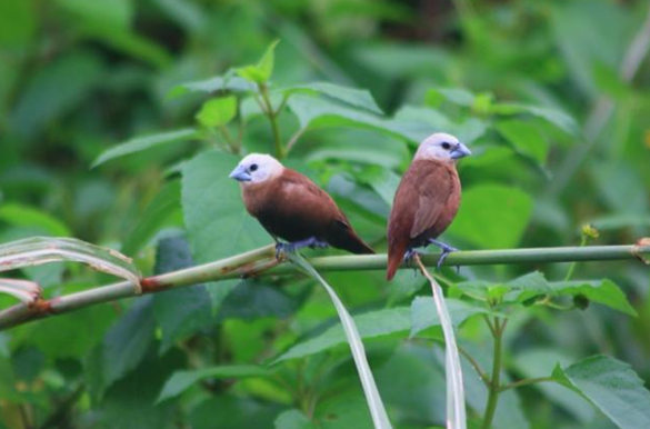 Penulisan Burung Emprit yang Benar: Mengenal Spesies dan Teknik Penulisan yang Tepat