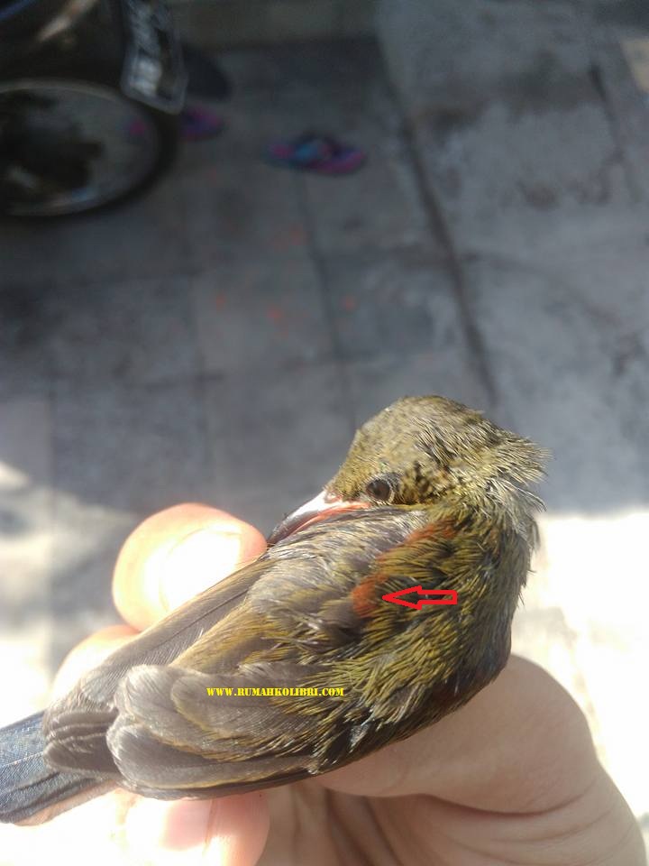 Ciriciri Kolibri Ninja Jantan Yang Masih Ijo Rumah Kolibri