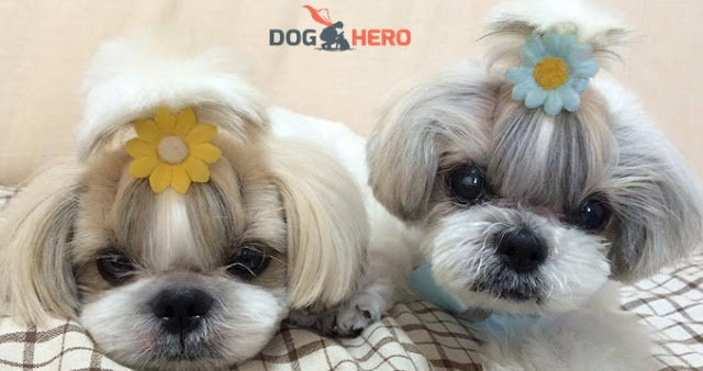 Doghero vale a pena: saiba como deixar o seu SHIH TZU em um local confiável!