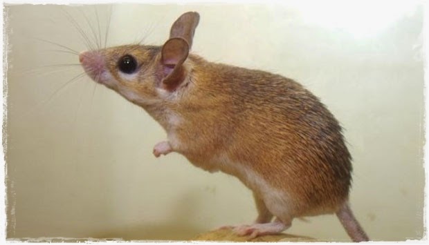 Urban Pest, Hama Jaman Modern Di Perkotaan - GEMA PERTANIAN