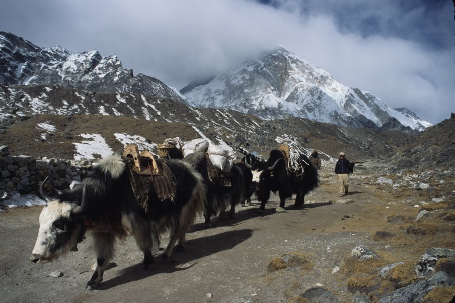 images from Nepal: Yaks