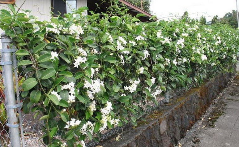 Jual tanaman rambat mandevilla bunga  putih dan ungu  