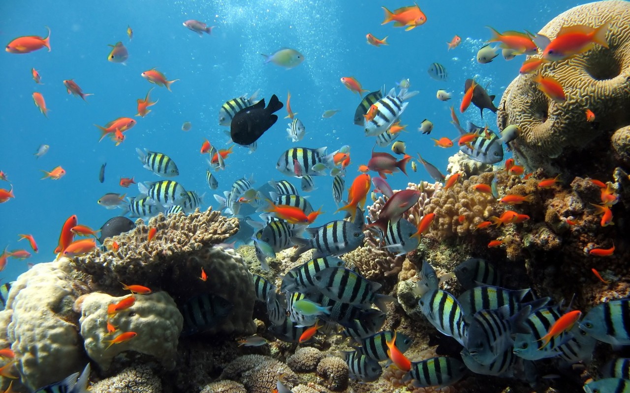 صور داخل المحيط   Animals_Under_water_sea_ocean_fish_024355_