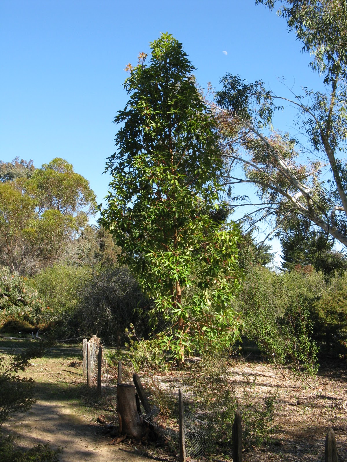 Trees of Santa Cruz County Lophostemon confertus Brisbane Box